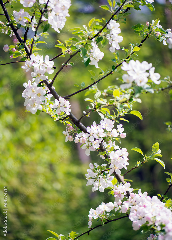 Obraz premium Blooming apple tree - sprint time