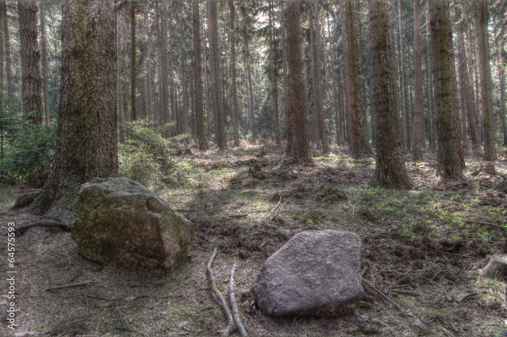 photo of forest in middle Europe photo of forest in middle Europe