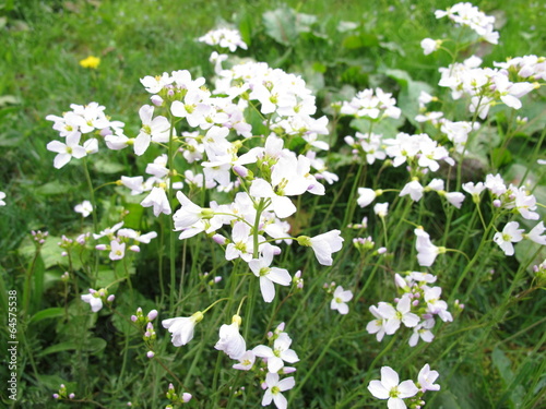 Wiesenschaumkraut, Cardamine pratensis