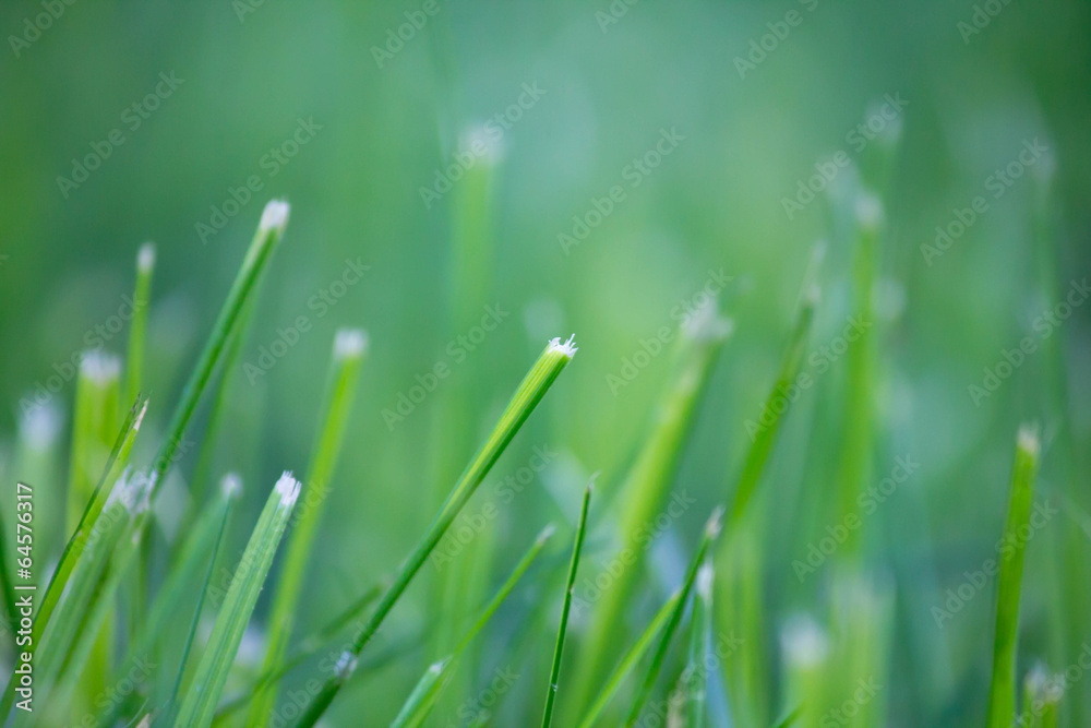 Obraz premium Spring grass