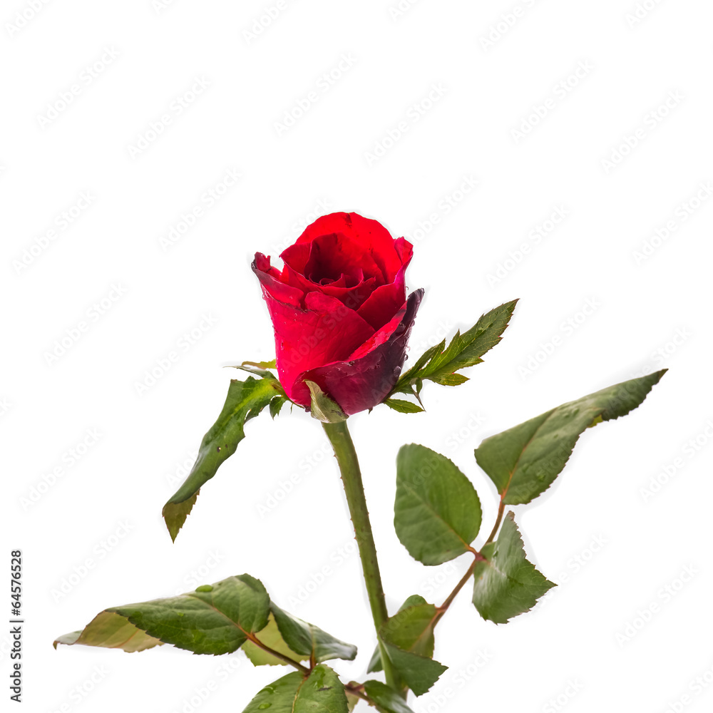 Obraz premium A red rose isolated.