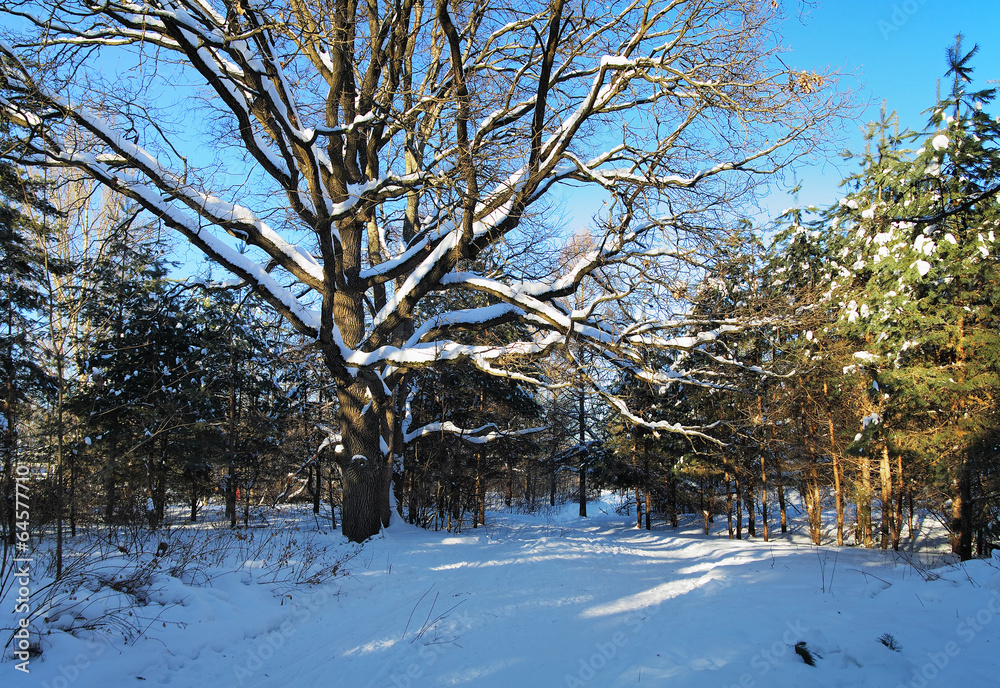 Fototapeta premium Oak tree in the winter forest