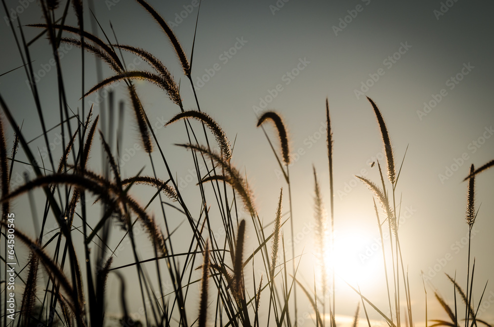 Obraz premium Grass Plumes At Dawn
