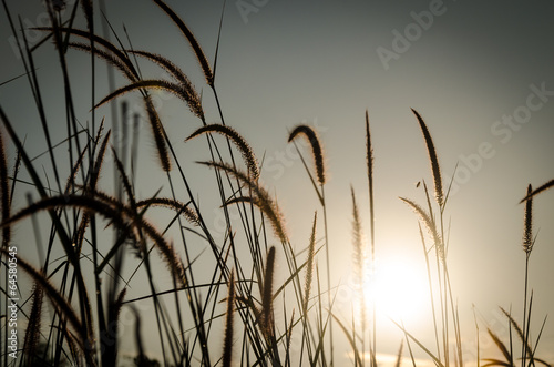 Grass Plumes At Dawn