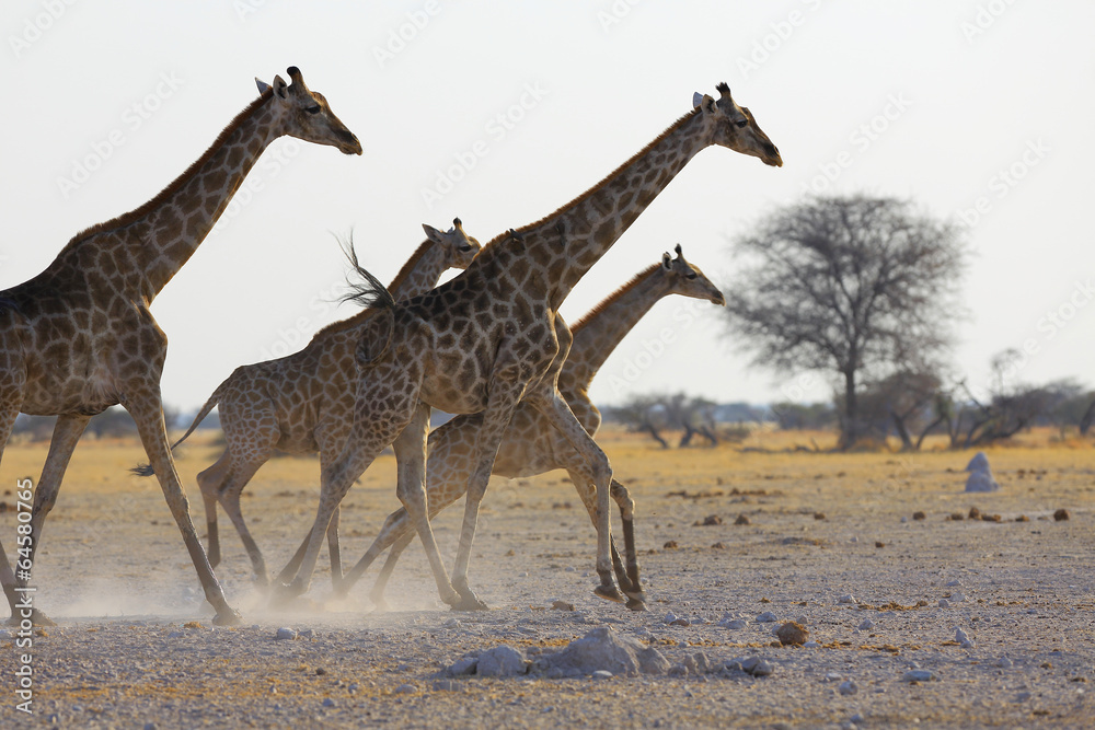 Obraz premium Giraffe's running