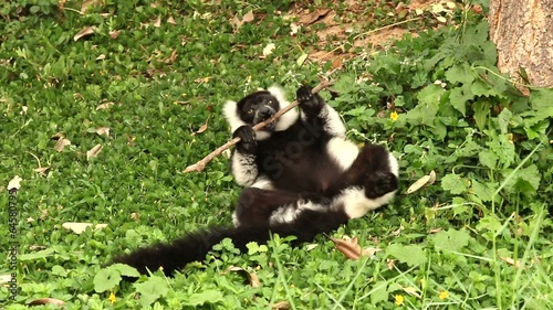 Lemur in nightsafari chiangmai Thailand photo