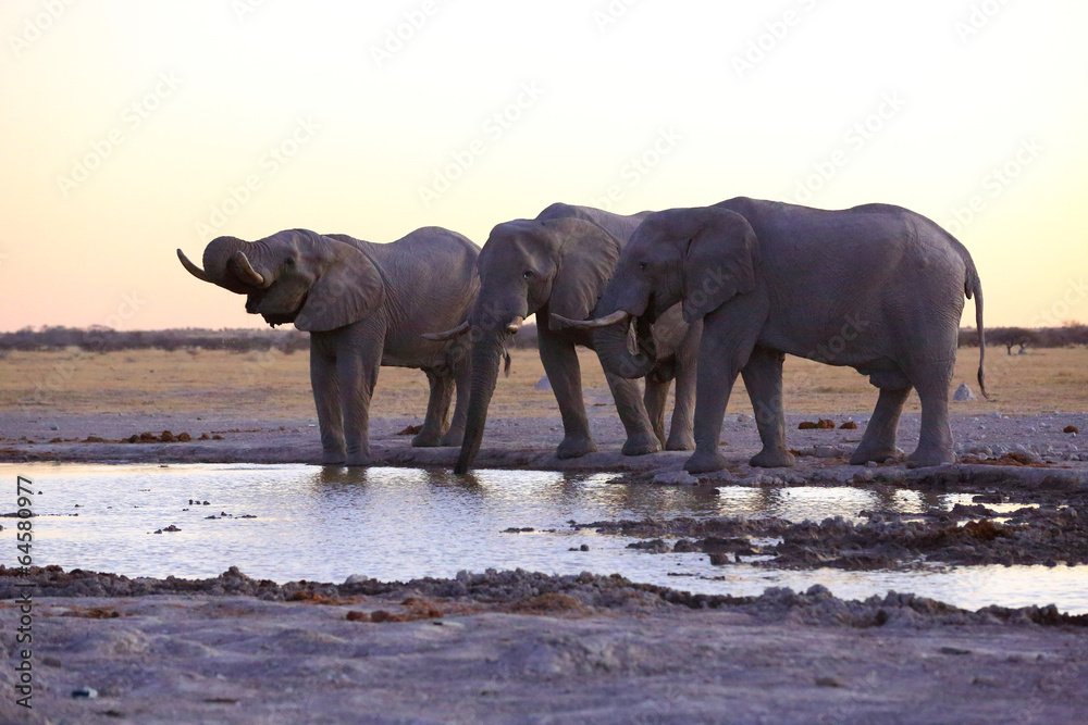 Fototapeta premium Elephants drinking water