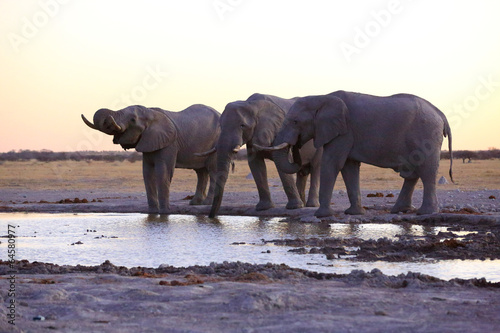 Elephants drinking water © hannesthirion