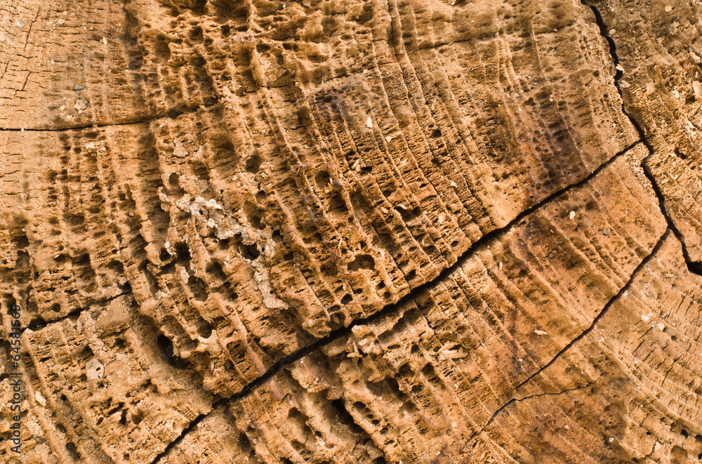 Fototapeta premium wood texture