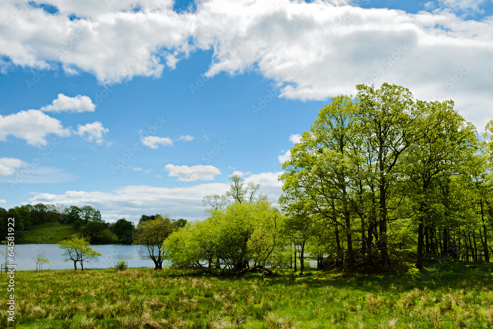 Trees by the edge of Loughrigg Tarn Trees by the edge of Loughrigg Tarn