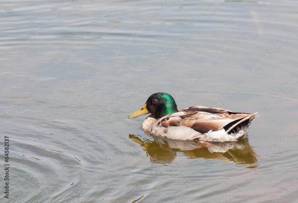 Canard colvert - anas platyrhynchos - en promenade sur l'étang Canard colvert - anas platyrhynchos - en promenade sur l'étang