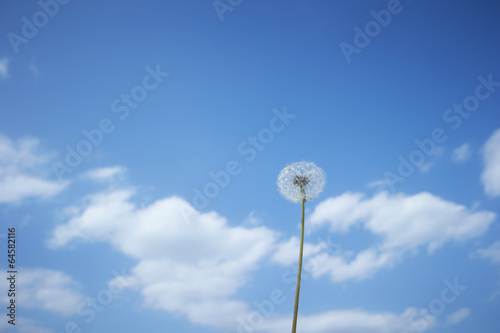 Dandelion field