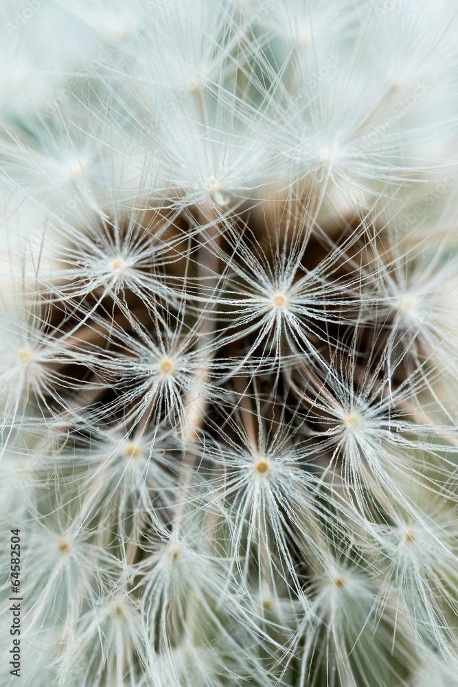 Obraz premium Dandelion