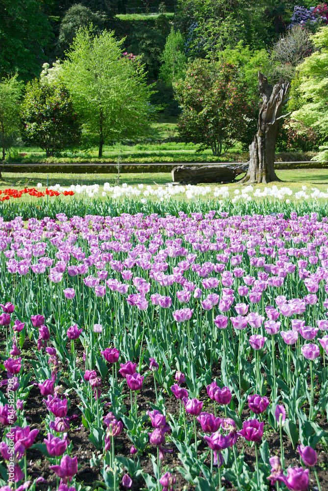 Giardino di tulipani