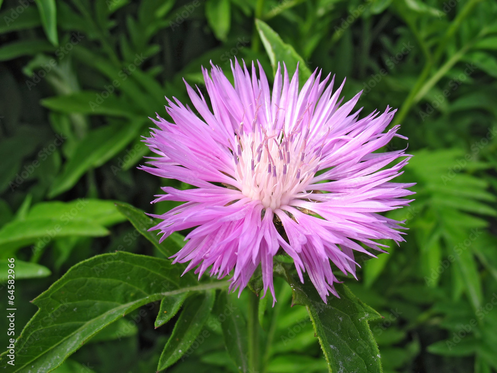 Perennial cornflower