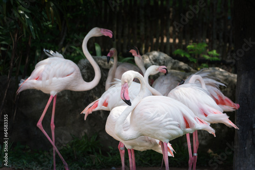 Flamingo flock (Phoenicopterus ruber)