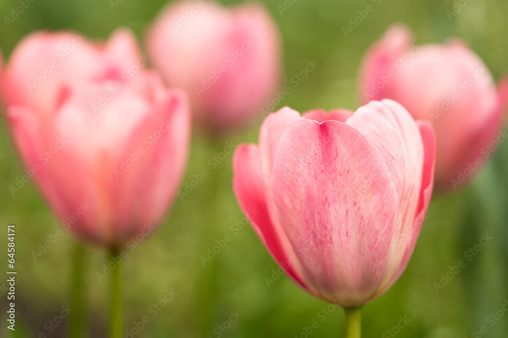 Pink tulips outdoors