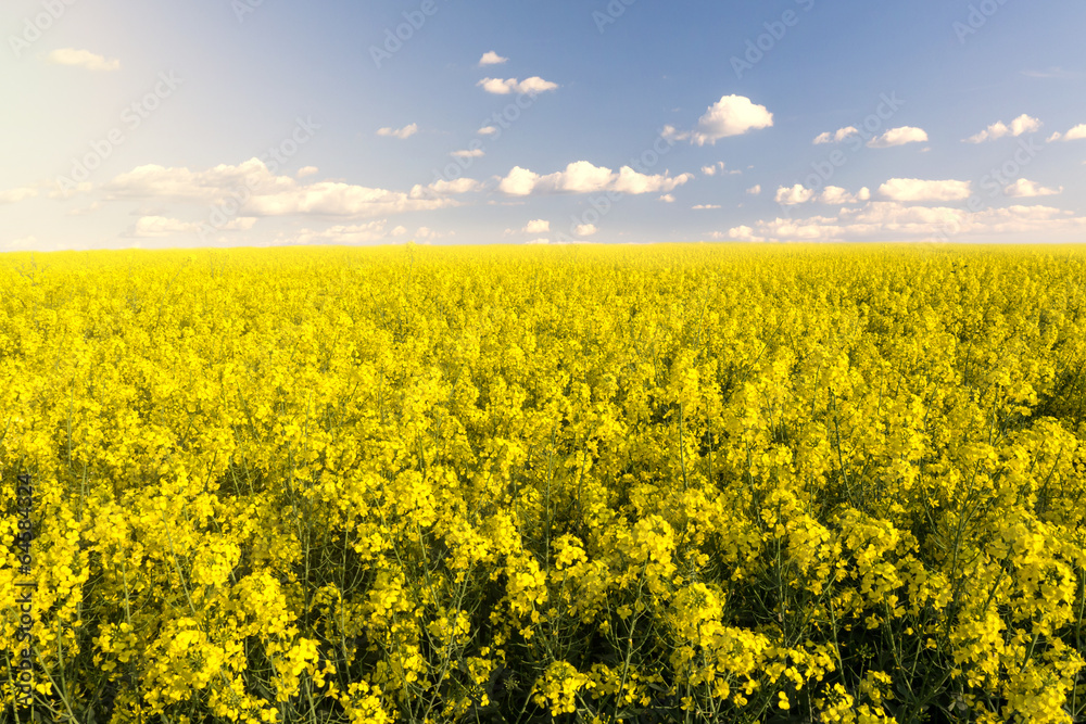 Fototapeta premium rapsfeld und sonnenschein