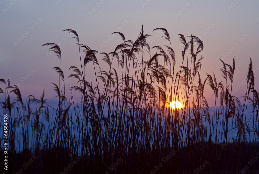 Fototapeta premium Sunset