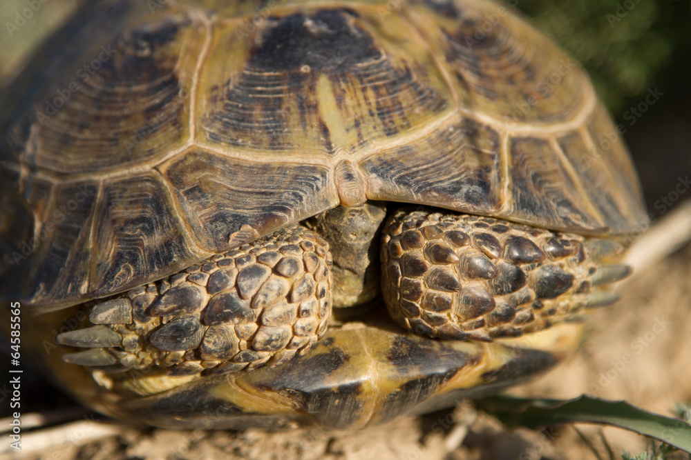 turtle in steppe turtle in steppe