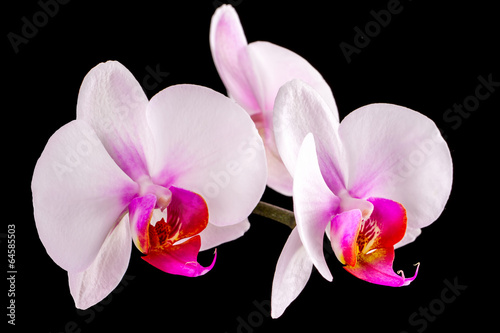 Fototapeta Naklejka Na Ścianę i Meble -  white orchid on a black background
