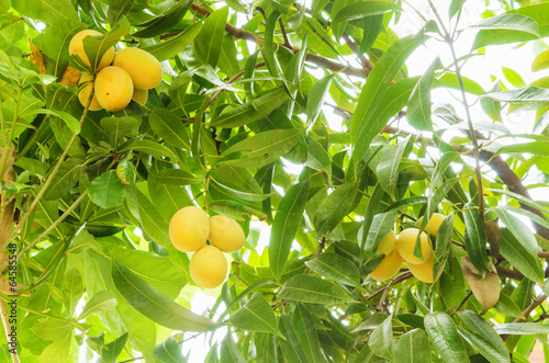 sweet yellow Marian plum