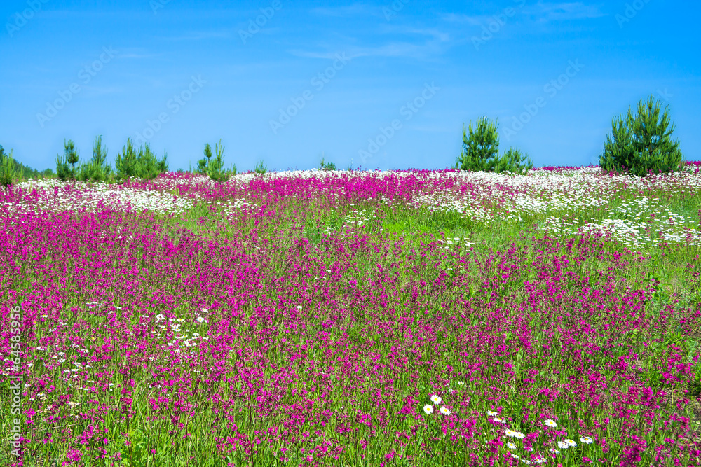 summer landscape with the a blossoming meadow summer landscape with the a blossoming meadow