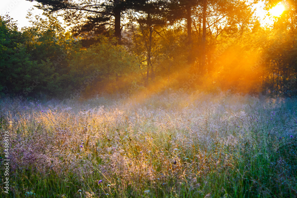 sunrise over a summer blossoming meadow