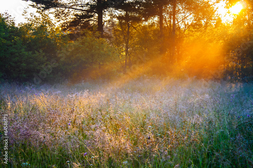 sunrise over a summer blossoming meadow