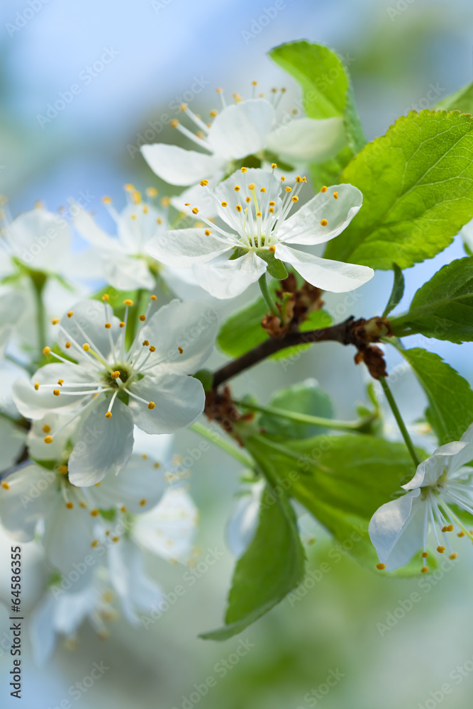 agriculture blossoming of flowers of cherry on a tree
