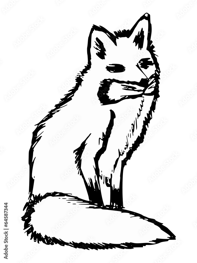 Fototapeta premium red fox