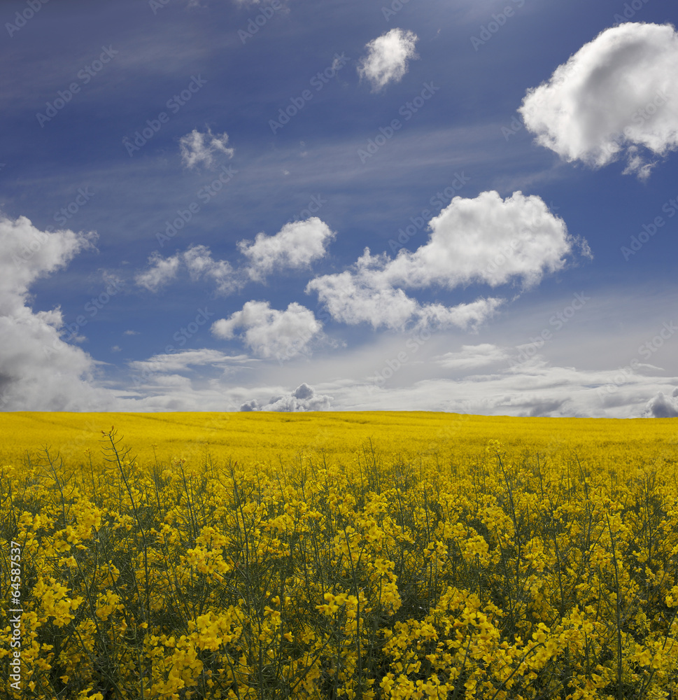 Obraz premium rape field in springtime