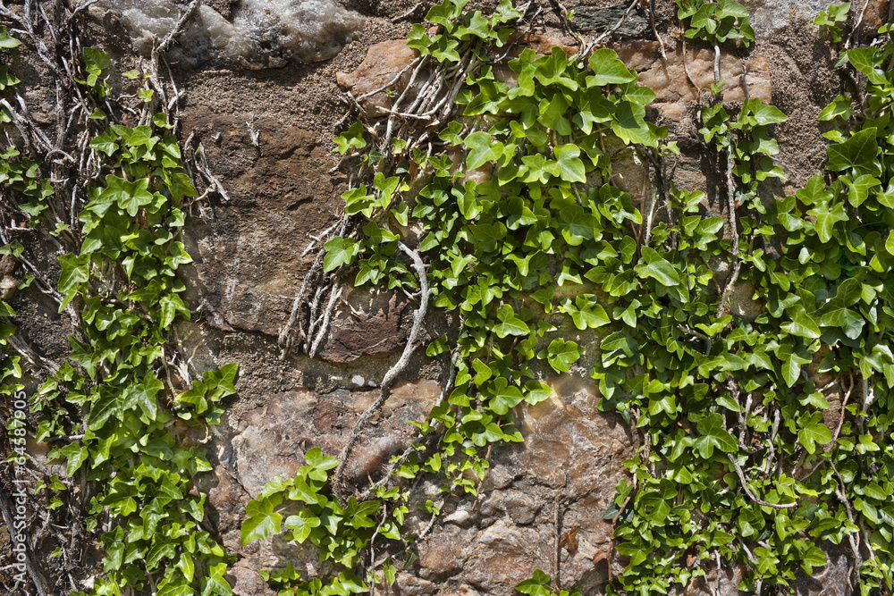 Obraz premium Ivy on rough stone wall textured background