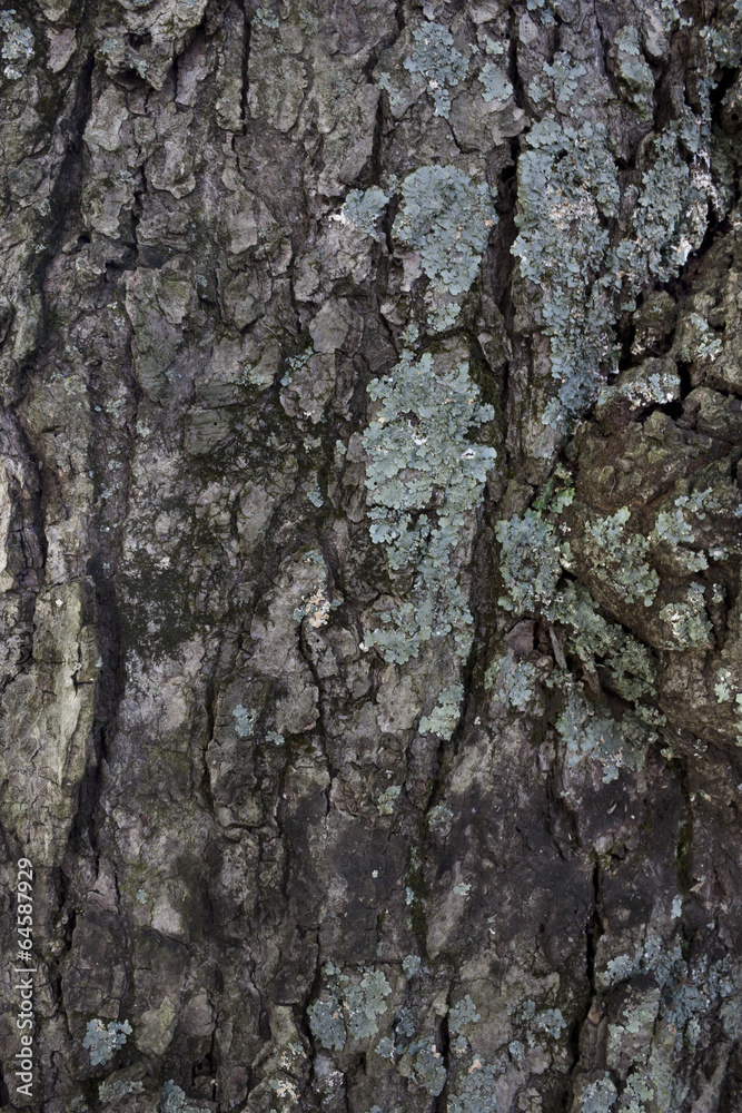 Rough tree bark texture background Rough tree bark texture background