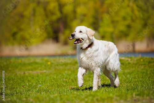 golden retriever dog