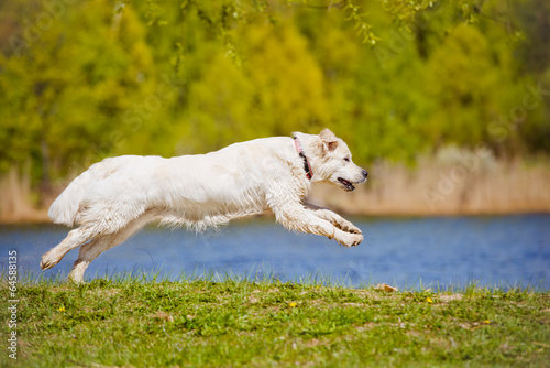 golden retriever dog jumps