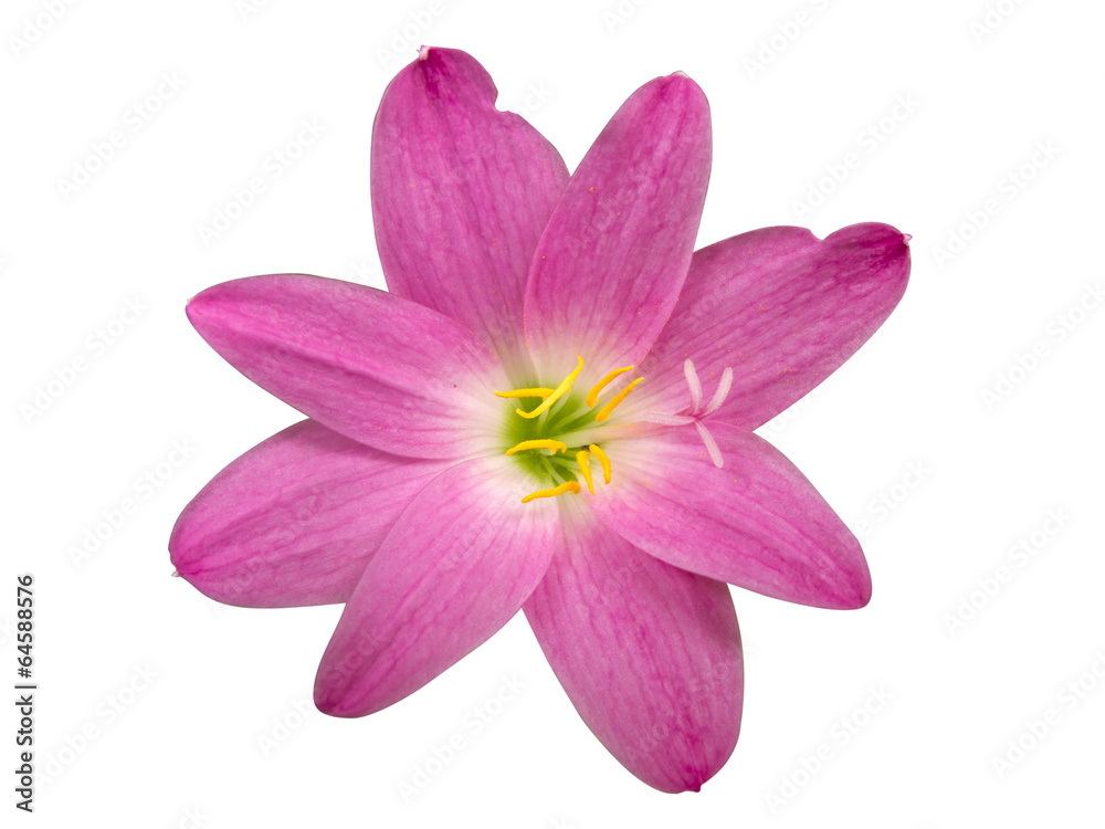 Obraz premium Zephyranthes Lily, Rain Lily ,Fairy Lily, Little Witches isolate