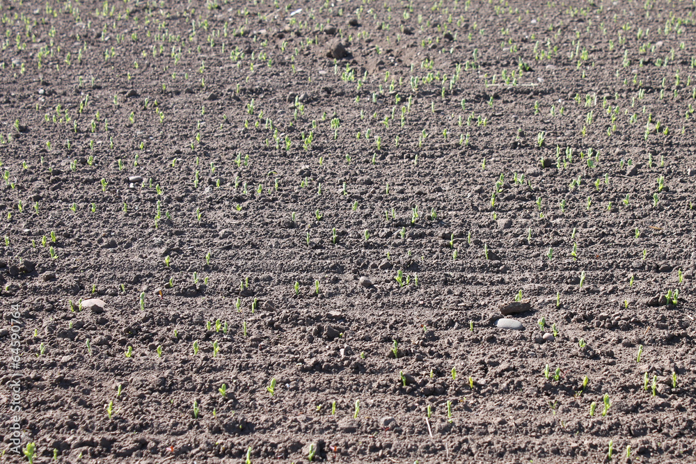 Shoots of spring barley sprouting in field Shoots of spring barley sprouting in field
