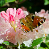 red admiral (Vanessa atalanta) butterfly on rhododendron flower