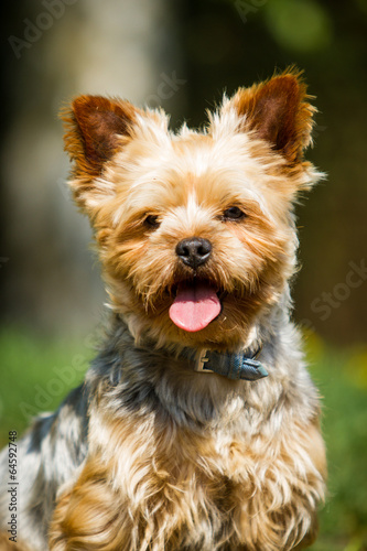 Yorkshire Terrier Portrait © hemlep