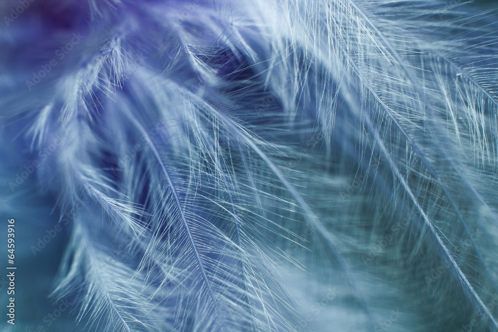 Feathers Feathers