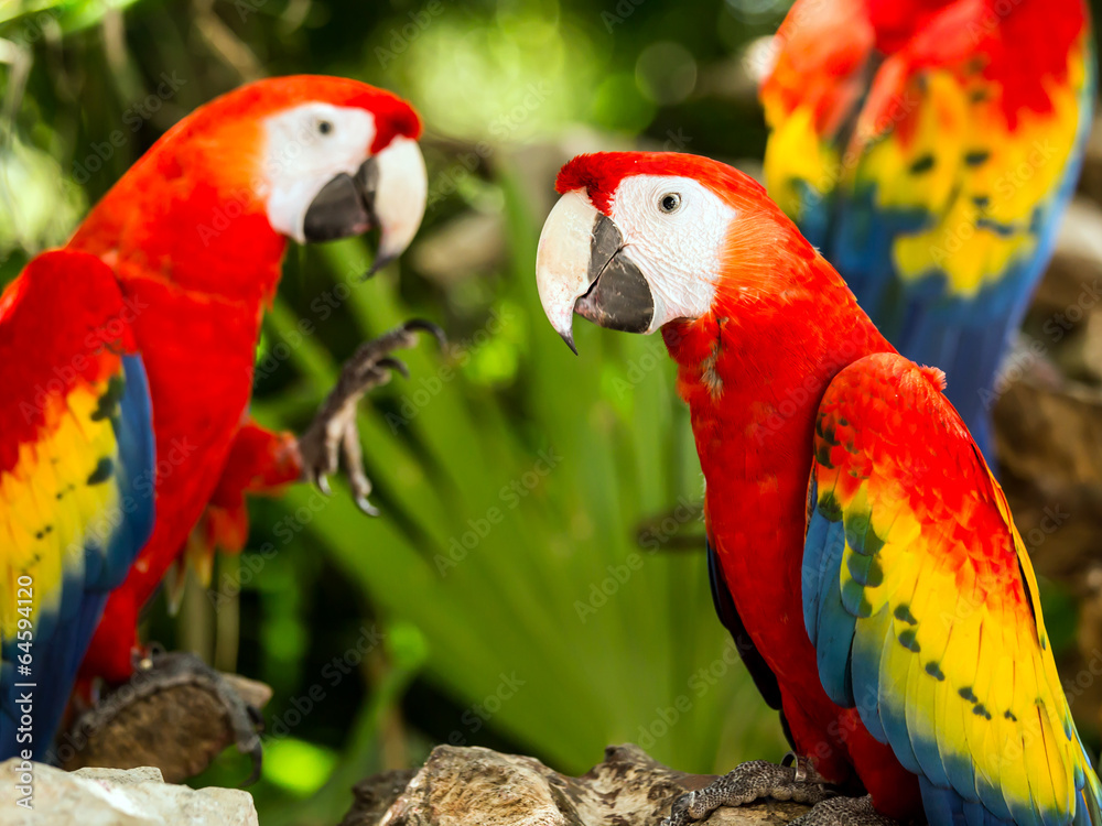 Portrait of ..Portrait of Scarlet Macaw parrots Portrait of ..Portrait of Scarlet Macaw parrots
