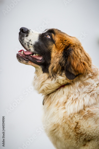 Bernhardiner im Portrait photo