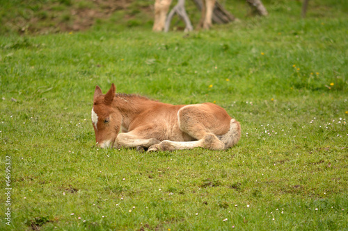 joven potro tumbado en un campo de hierba verde