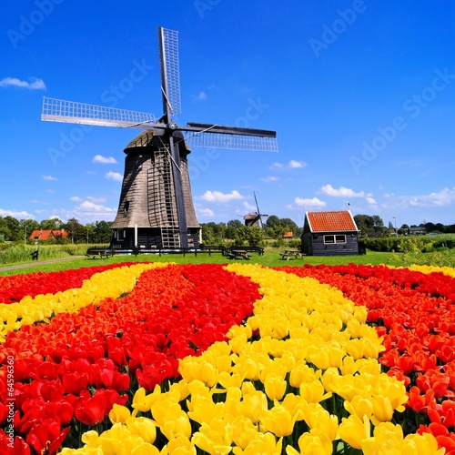 Vibrant tulips with windmill, Netherlands