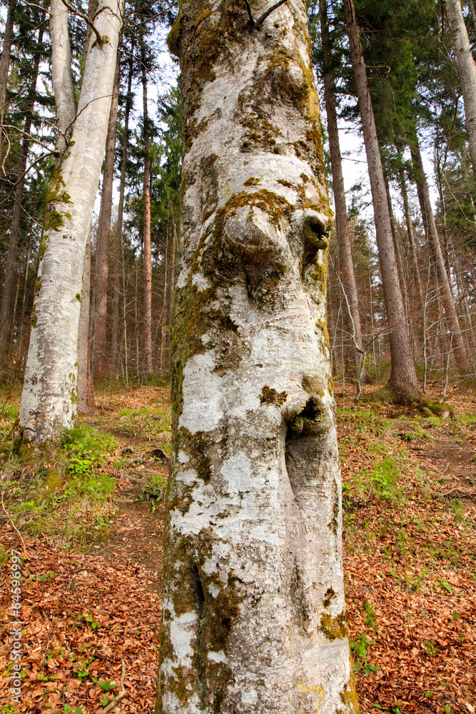 Birkenstamm Birkenstamm