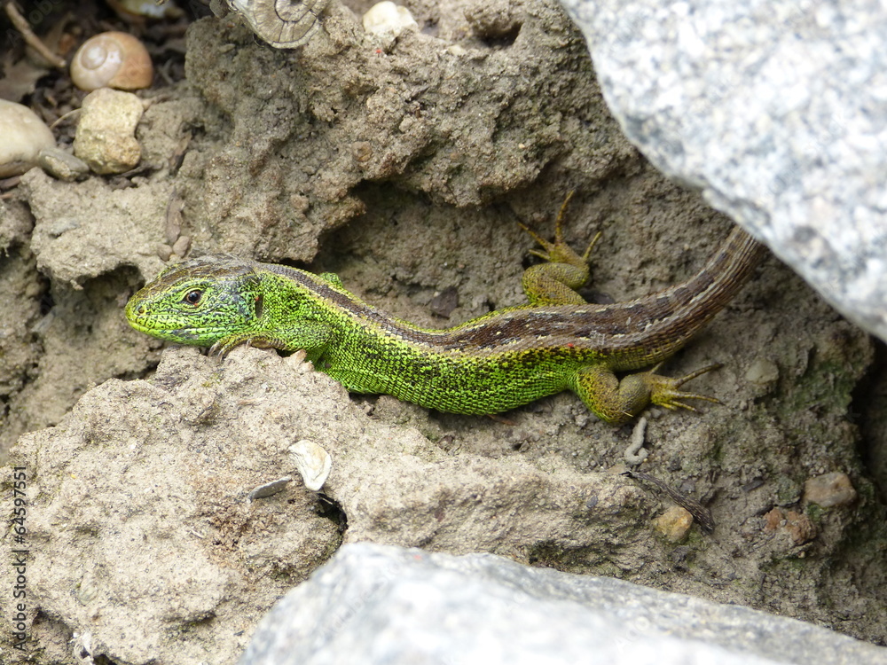 Zauneidechse - Lacerta agilis Zauneidechse - Lacerta agilis