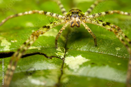 Macro of a large lichen spider, Malaysia, Borneo