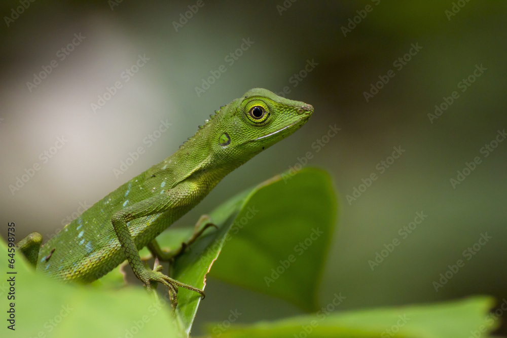 Green crested lizard (Bronchocela cristatella), Borneo Green crested lizard (Bronchocela cristatella), Borneo