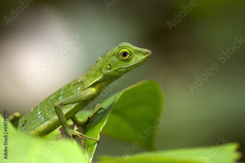 Green crested lizard (Bronchocela cristatella), Borneo © corlaffra